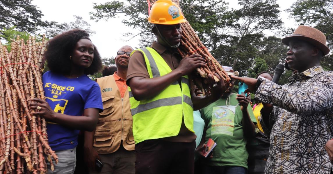 Agriculture Minister Nuetah handed over bundles of the 'Game Changer' cassava variety to representatives of farmers' organizations from Lofa and Nimba counties.