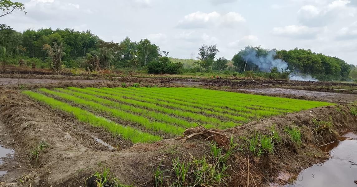 From sowing to day five, nursery preparation for transplanting