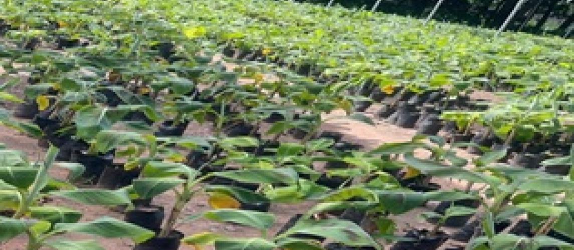 Clean, healthy plantain suckers being cultivated at the biotech facility