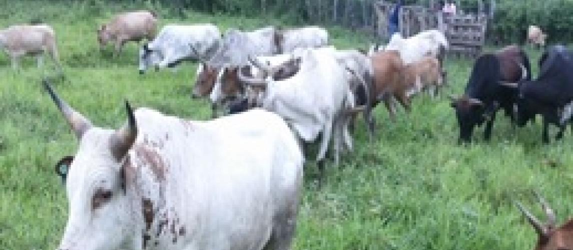 Beef cattle production 