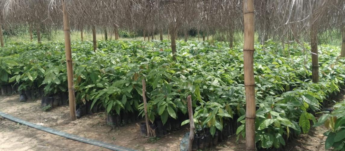Two cocoa nurseries that are ready for transplanting at the National Cocoa Seed Garden in Beeplay. Photo credit/Mark B. Newa, CARI.