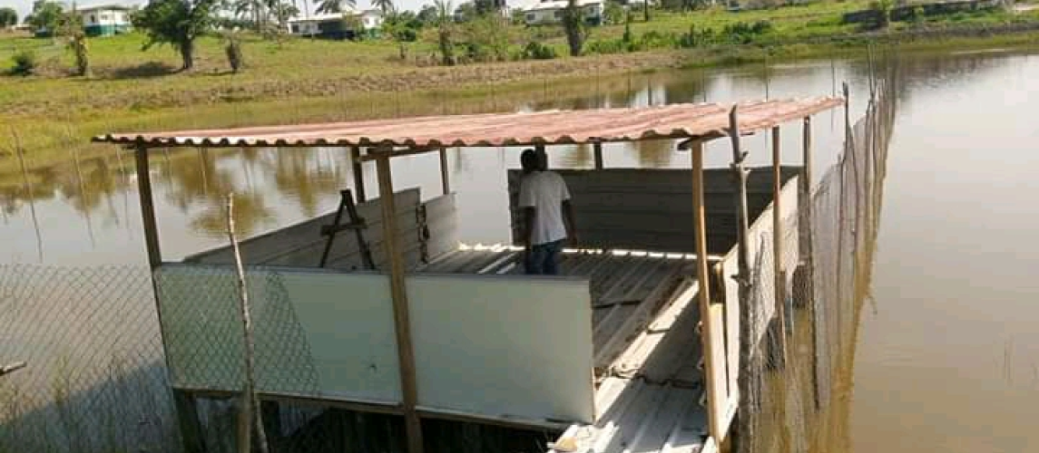  Ducks Resting House After Swimming