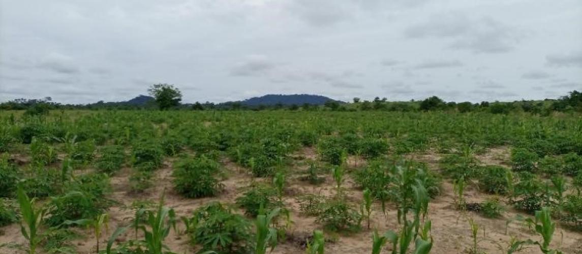 Cassava Farm