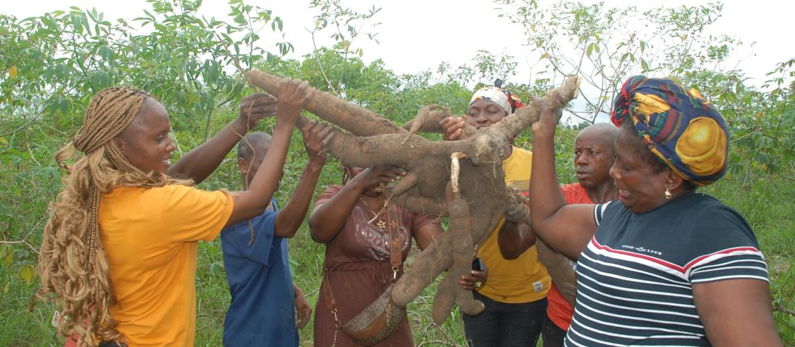 Research officers holding tubers during harvest 