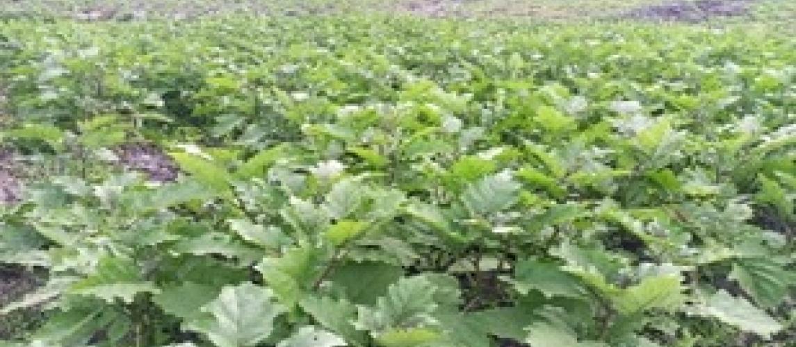 Eggplant/Garden egg (Solanum aethiopicum)