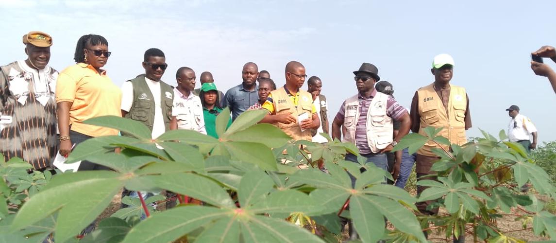 Agriculture Minister Nuetah Inspects CARI Cassava Production Site, Says Construction of Starch Processing Plant Ongoing