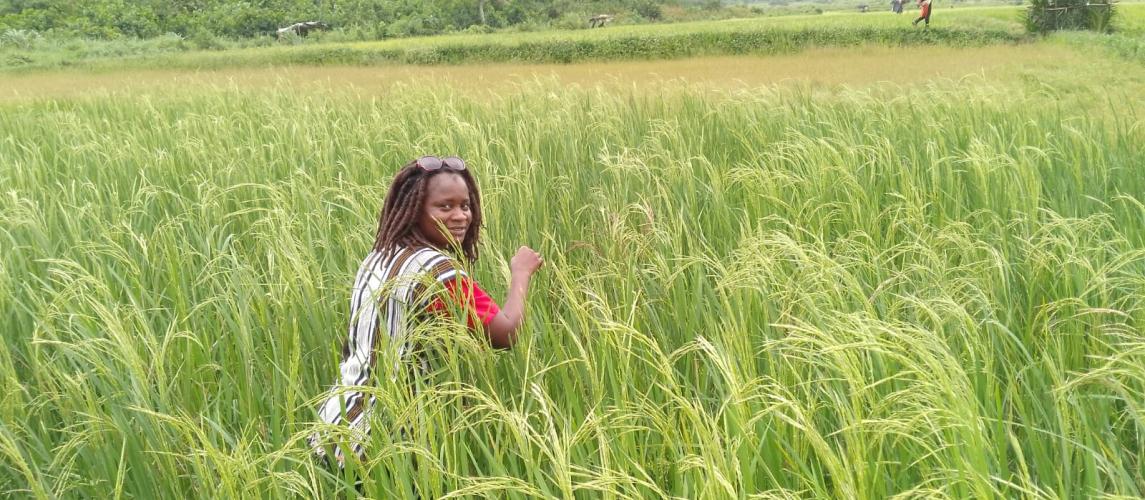 CARI research officer monitoring rice trial plot