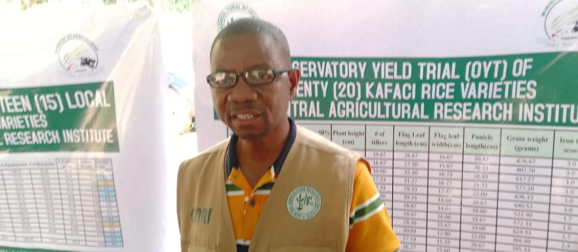 Observatory Yield Trails Identify Two ‘Highest-Performing’ KAFACI Rice At CARI