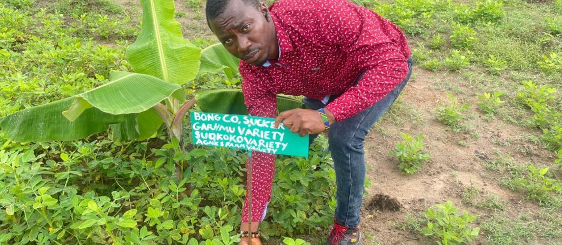 CARI’s Biotech Unit Launches Liberia’s First High-Yield, Disease-Free Plantain Hub
