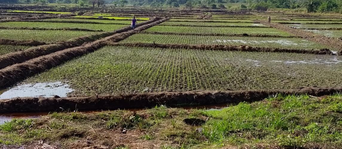 Newly transplanted fields