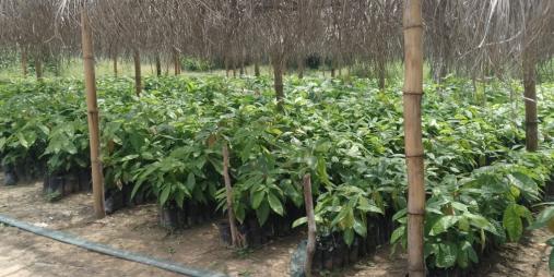 Two cocoa nurseries that are ready for transplanting at the National Cocoa Seed Garden in Beeplay. Photo credit/Mark B. Newa, CARI.