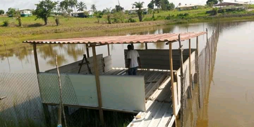  Ducks Resting House After Swimming