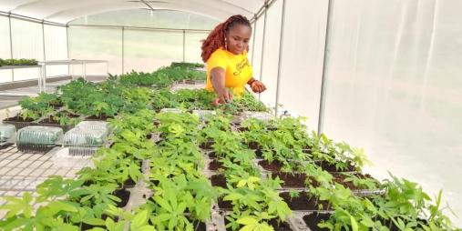 Research Officer attends to cassava plantlets in the SAH screenhouse at CARI