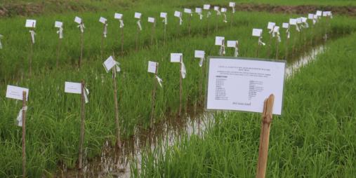 KAFACI's first trial fields at CARI