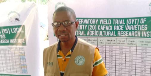 Observatory Yield Trails Identify Two ‘Highest-Performing’ KAFACI Rice At CARI