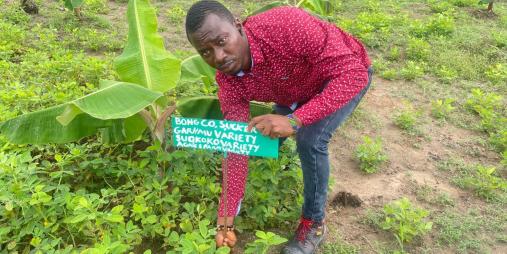 CARI’s Biotech Unit Launches Liberia’s First High-Yield, Disease-Free Plantain Hub