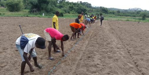 Farmers from 10 cooperatives learned about planting distances during the practical session at CARI in Suakoko.