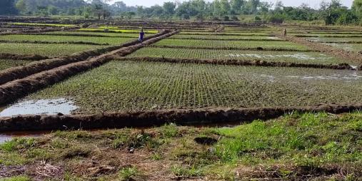 Newly transplanted fields