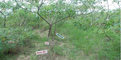 WAVE Research Project Identifies Cassava Mosaic Virus in Liberia