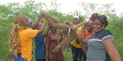 Technicians and specialists raised tubers some measuring 36 inches in length. CARI/2023/Mark B. Newa